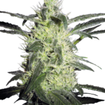 Graines de Cannabis Silver Haze