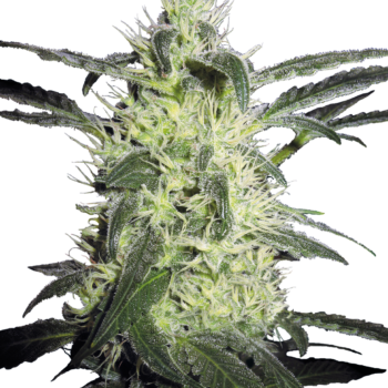 Silver Haze wietzaden