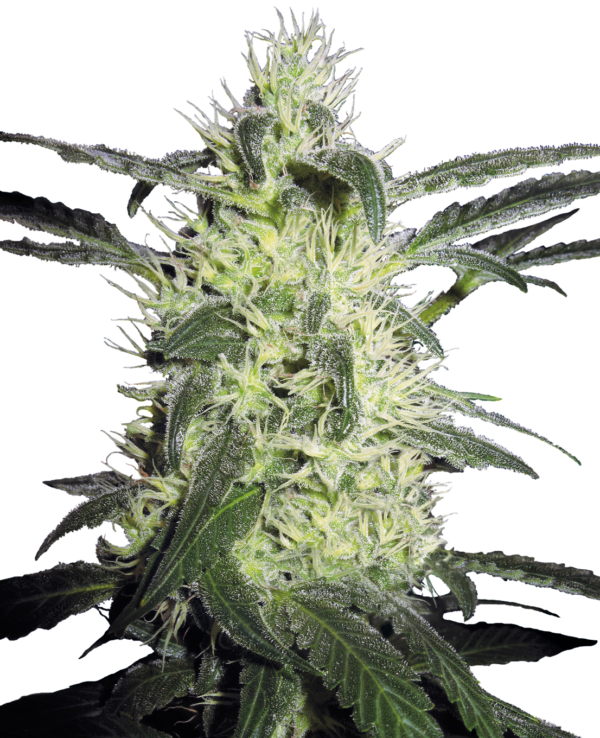 Silver Haze wietzaden