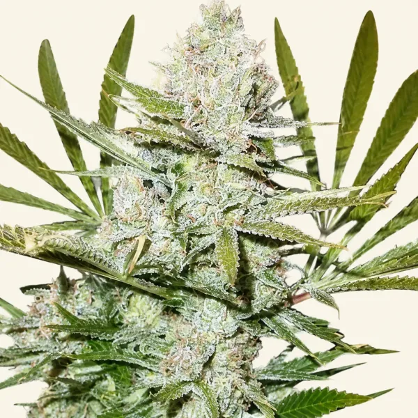 Flowering Silver Haze cannabis plant
