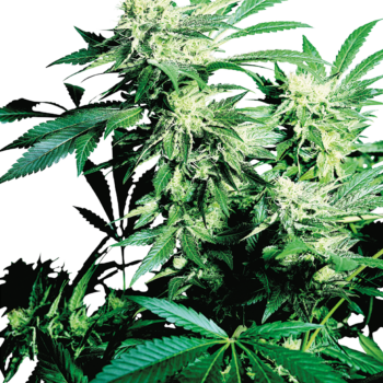 Skunk 1 wietzaden
