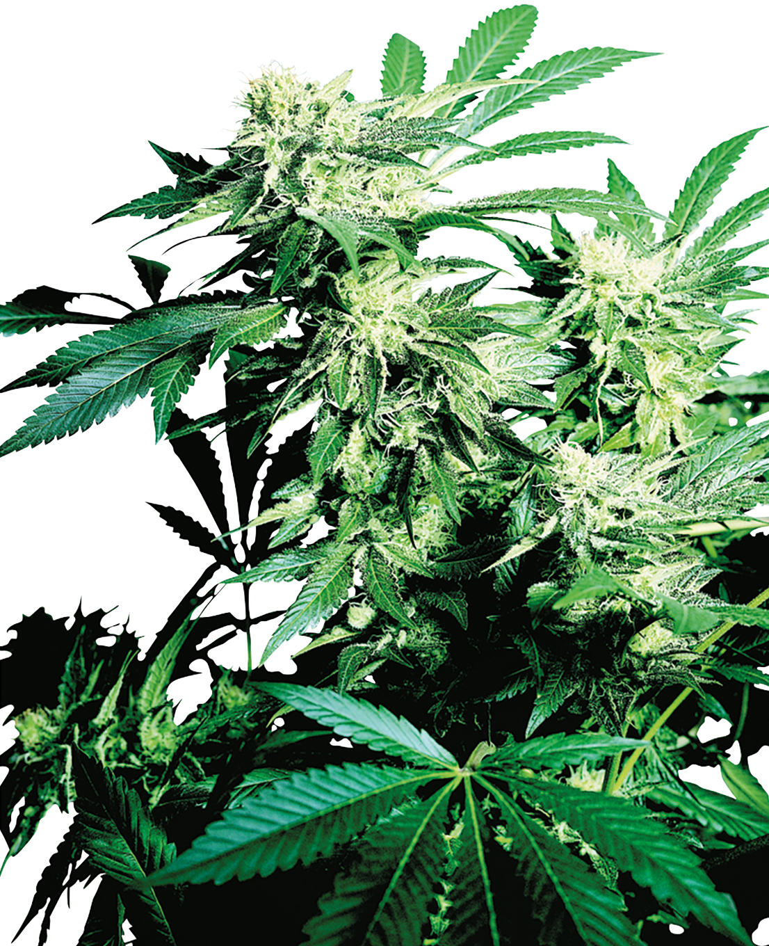 カーラ・クッシュ Skunk Kush - Variedade Feminizada | Tempo de floração curto | Grande  colheita