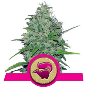 Skunk XL Cannabis Samen