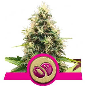 Somango XL Cannabis Samen 1