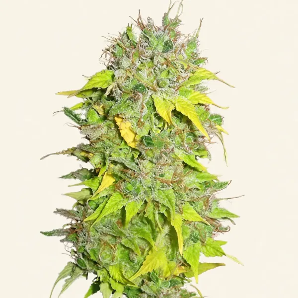 Flowering Somango cannabis plant