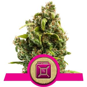 Sour Diesel Cannabis Seeds