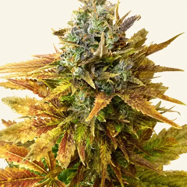 Flowering Sour Diesel Haze Autoflower cannabis plant