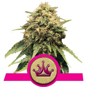 Special Queen Semi di Cannabis