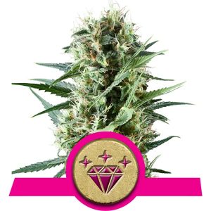 Special Kush Semillas de Cannabis