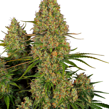 Sticky Orange XXL autoflower