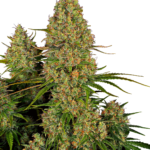 Sticky Orange XXL wietzaden