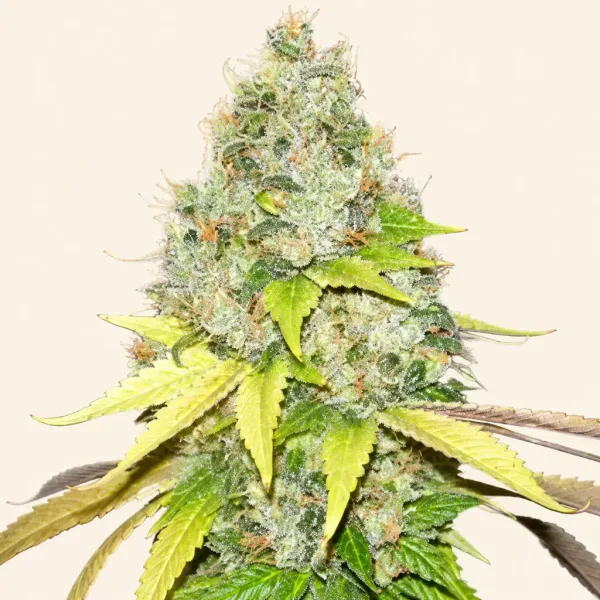 Blühende Cannabispflanze Strawberry Kush