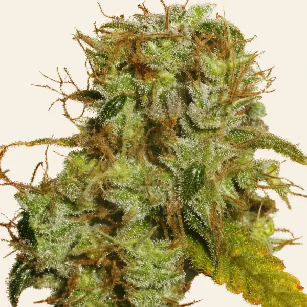 Flowering Sugar Haze cannabis plant