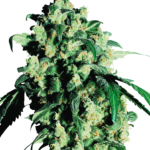 Super skunk wietzaden