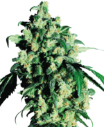 Super skunk wietzaden
