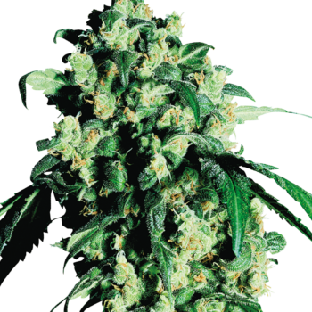 Super skunk wietzaden