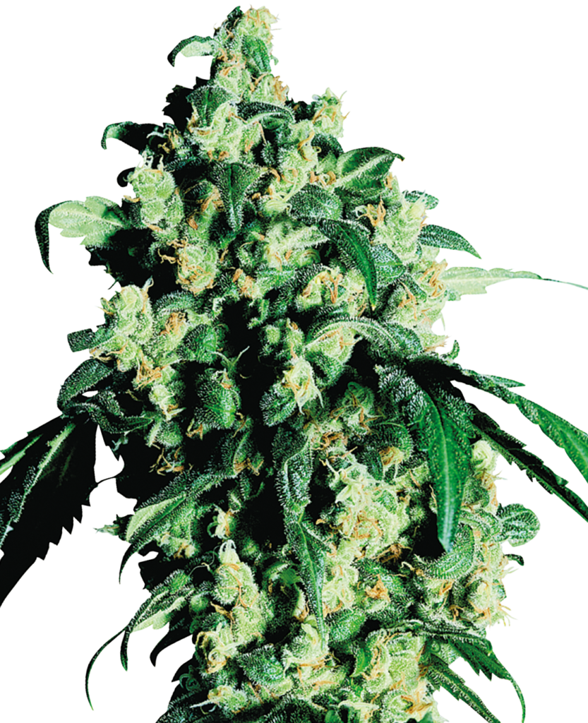 Super skunk wietzaden