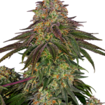 Sweet cherry kush wietzaden