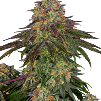 Sweet cherry kush wietzaden