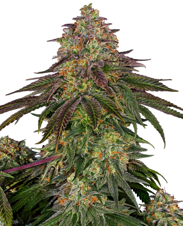 Sweet cherry kush wietzaden