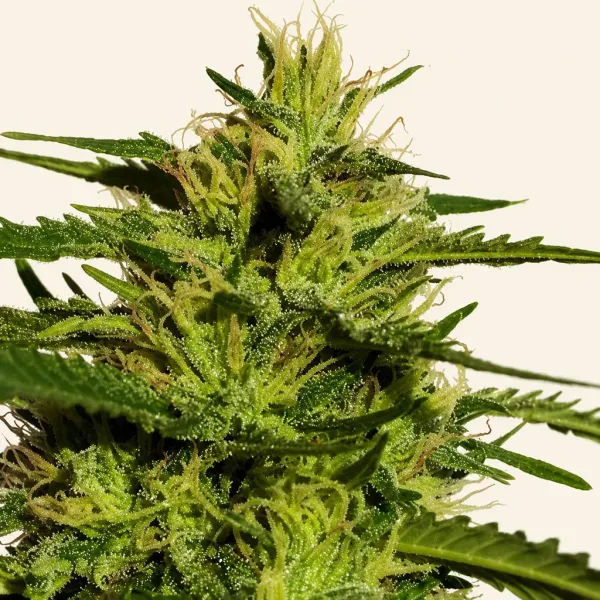 Flowering TOP 44 cannabis plant