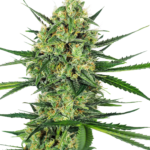 Tangarine sugar wietzaden