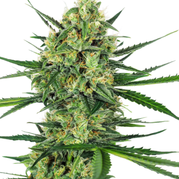 Tangarine sugar wietzaden