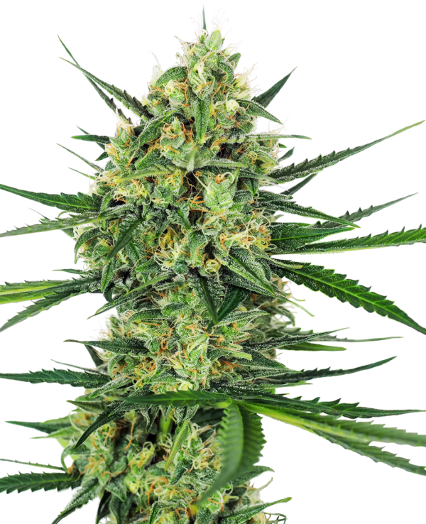 Tangarine sugar wietzaden
