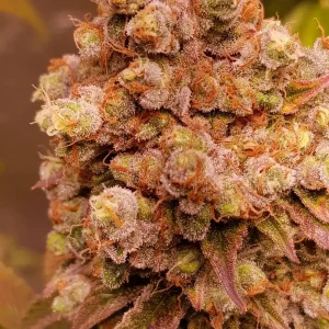 Sandía ICE Autoflower