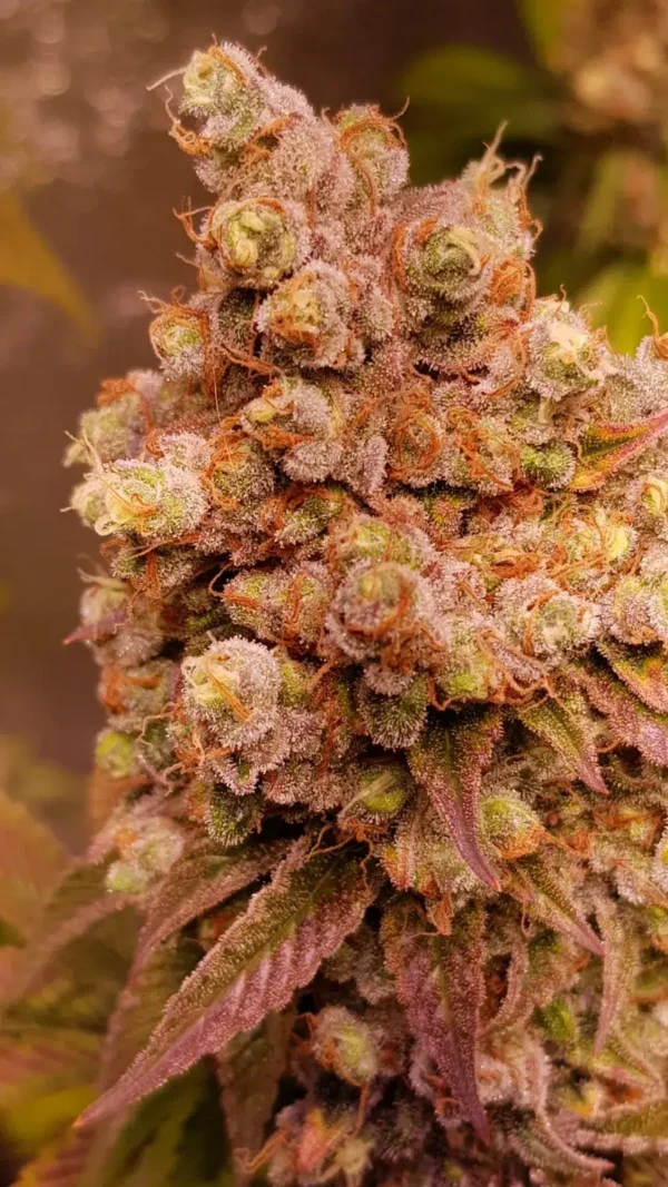 Watermeloen ICE wietzaden Autoflower - Afbeelding 1