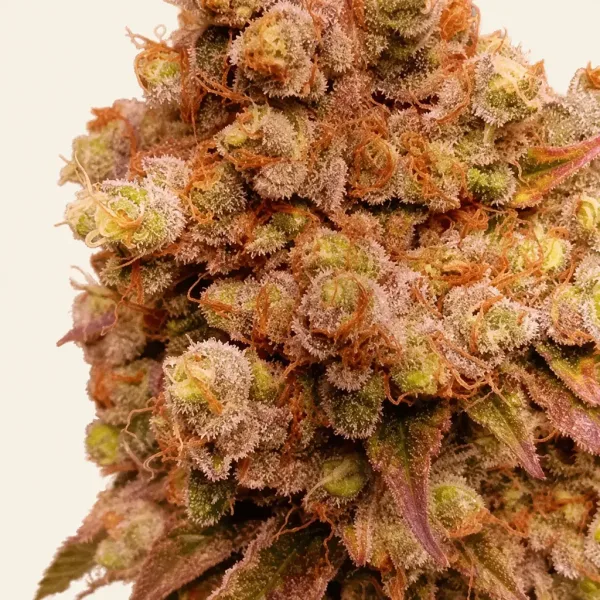 Bloeiende top van wietplant Watermeloen ICE Autoflower