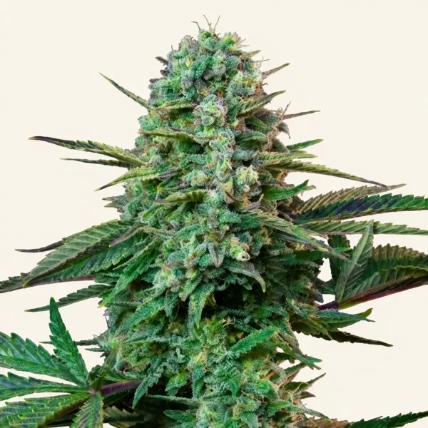 Flowering Wedding Cake Punch Gold cannabis plant