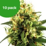 10-pack White Haze Autoflower wietzaden