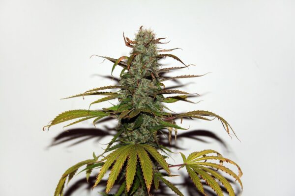 5- Pack White Widow reguliere wietzaden - Afbeelding 1