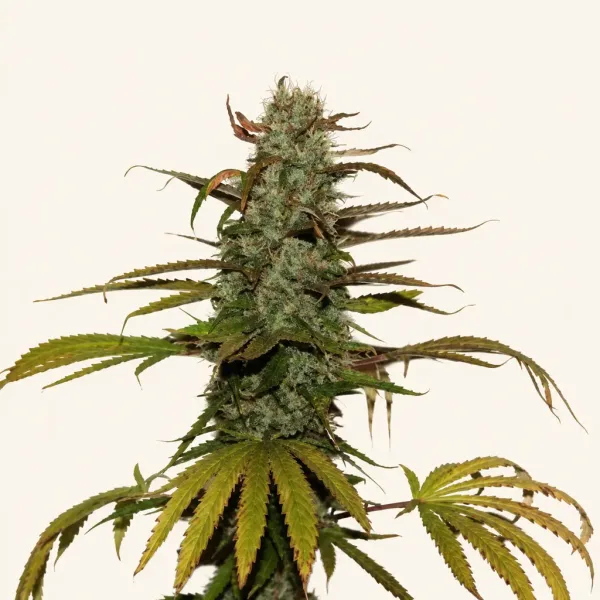 Flowering White Widow cannabis plant