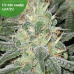 White Widow wietzaden