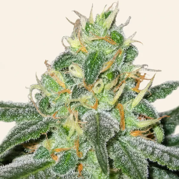Blühende Cannabispflanze White Widow