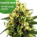 White Haze Autoflower wietzaden