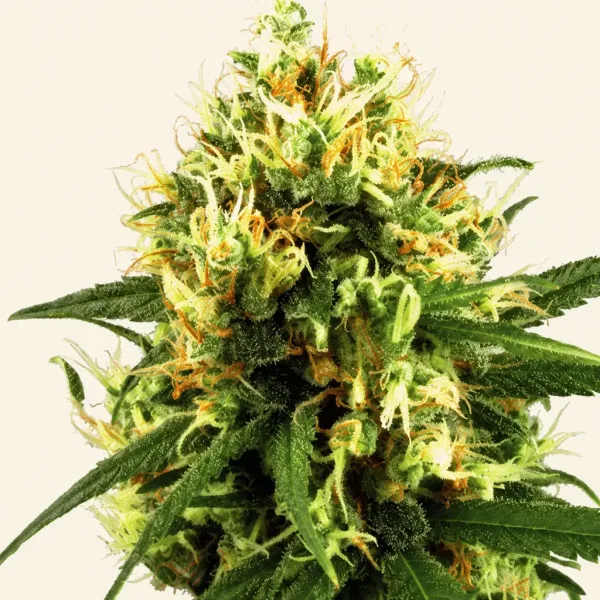 Flowering White Haze Autoflower cannabis plant