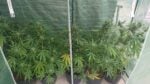 White Haze Autoflower wietzaden - Afbeelding 2