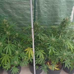 White Haze Plante de Cannabis en serre