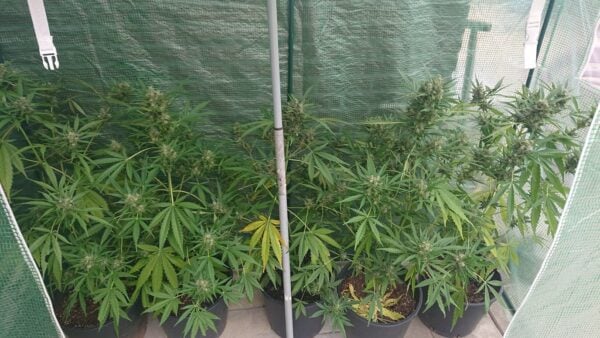 White Haze Autoflower wietzaden - Afbeelding 2