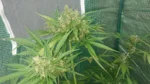 White Haze Autoflower wietzaden - Afbeelding 3