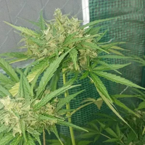 White Haze Autoflower cannabis seeds — photo 4