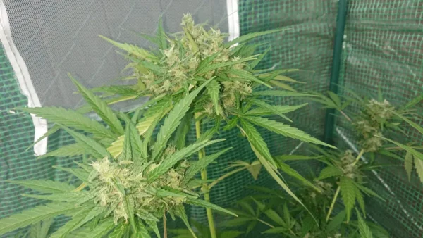 White Haze Autoflower wietzaden - Afbeelding 3