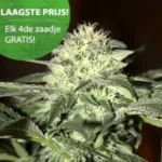 White Moscow Autoflower