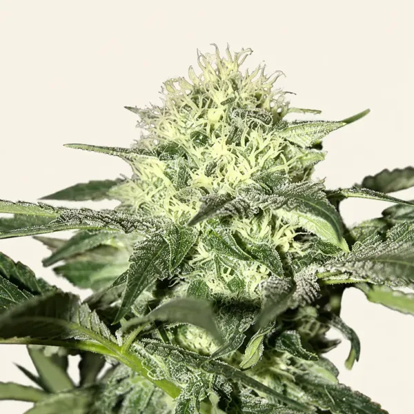 Flowering White Moscow Autoflower cannabis plant