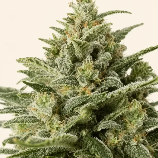 Flowering White Widow Autoflower cannabis plant