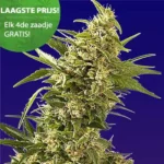 AK 47 Autoflower wietzaden