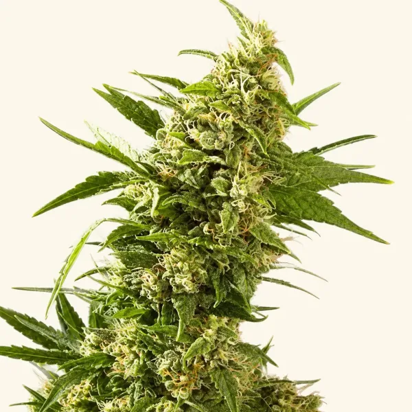 Flowering AK 47 Autoflower cannabis plant